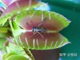 对植物说话真的有用吗 知乎
