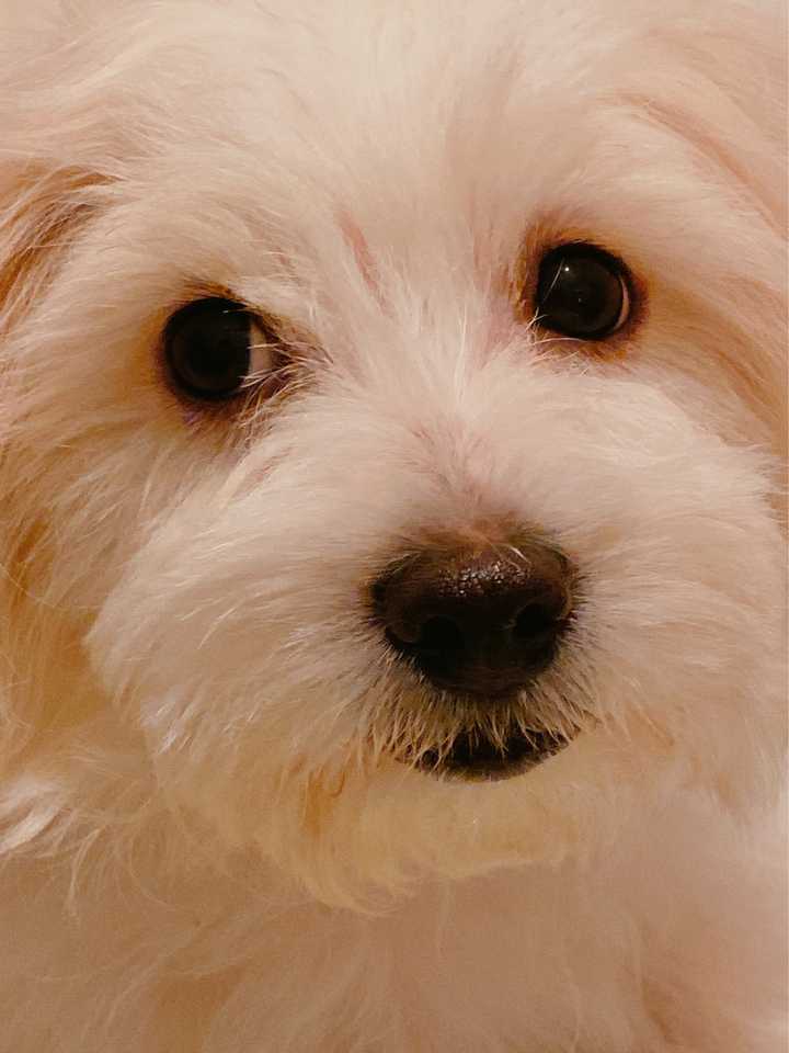 如何区分马尔济斯犬 比熊犬 白色贵宾犬 知乎