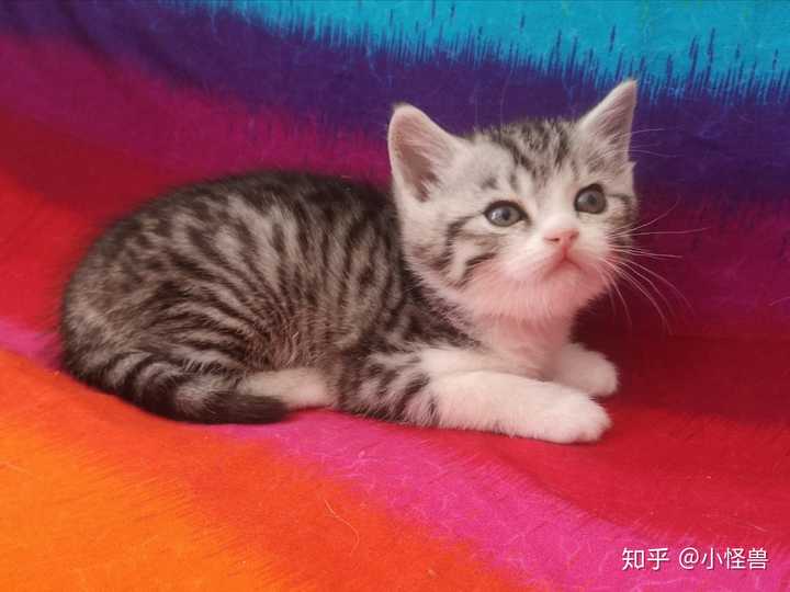 如何区分狸花猫和美国短毛猫 知乎 如何区分狸花猫和美国短毛猫 知乎