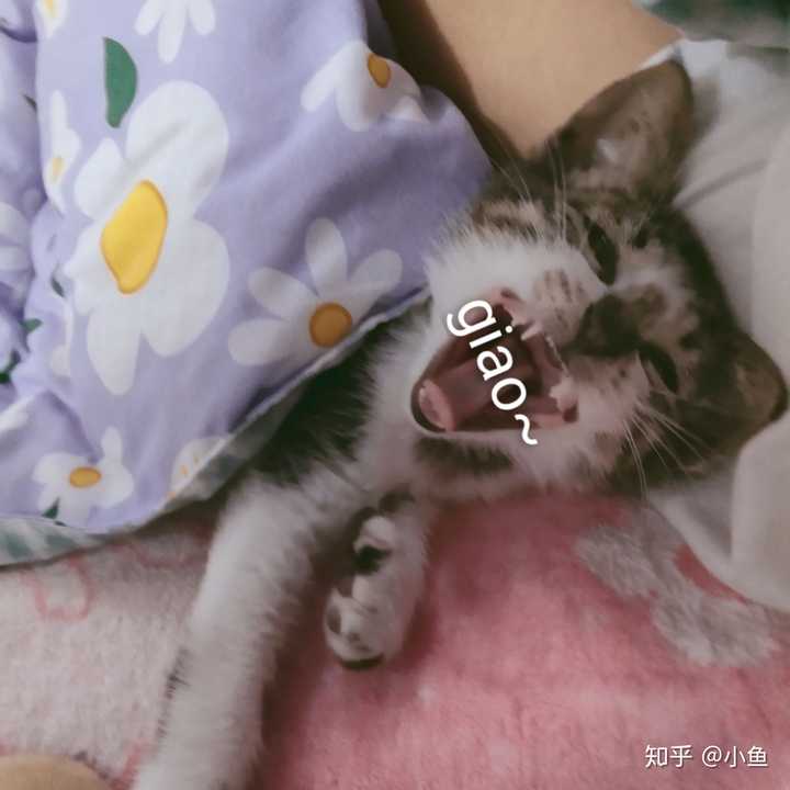 你的猫怎么得来的 知乎