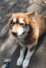 有哪些搞笑的动图/gif表情包? - 知乎