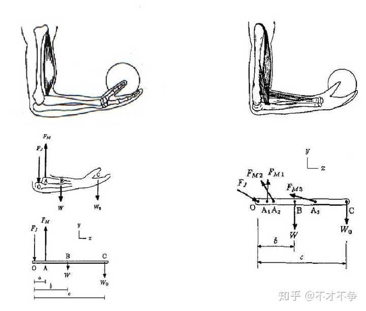 下蹲時:股四頭肌在收縮的同時被拉長,以控制重力對人體的作用,使身體