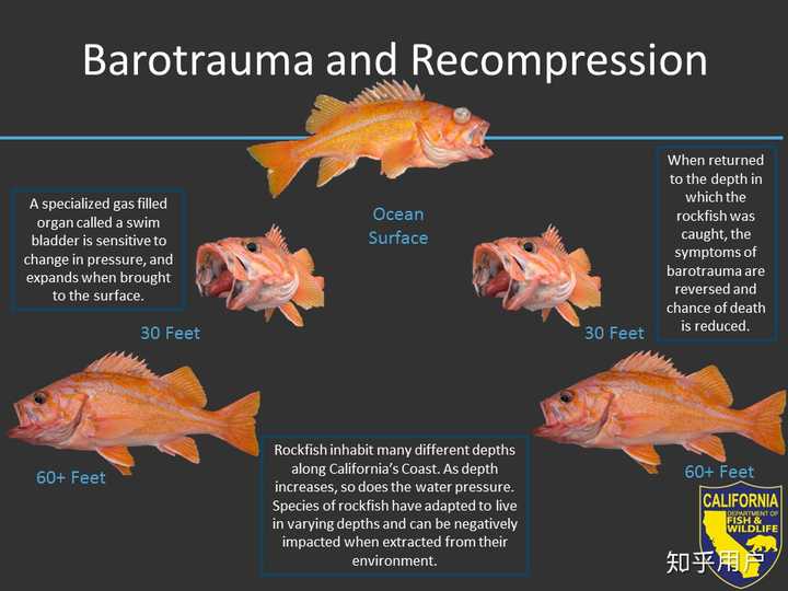 深海鱼放生的时候在肚子上戳个洞，是否有科学道理？ 知乎