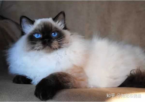 布偶猫的颜色分海豹 山猫纹 重点色 还有什么 他们分别怎么定义 知乎