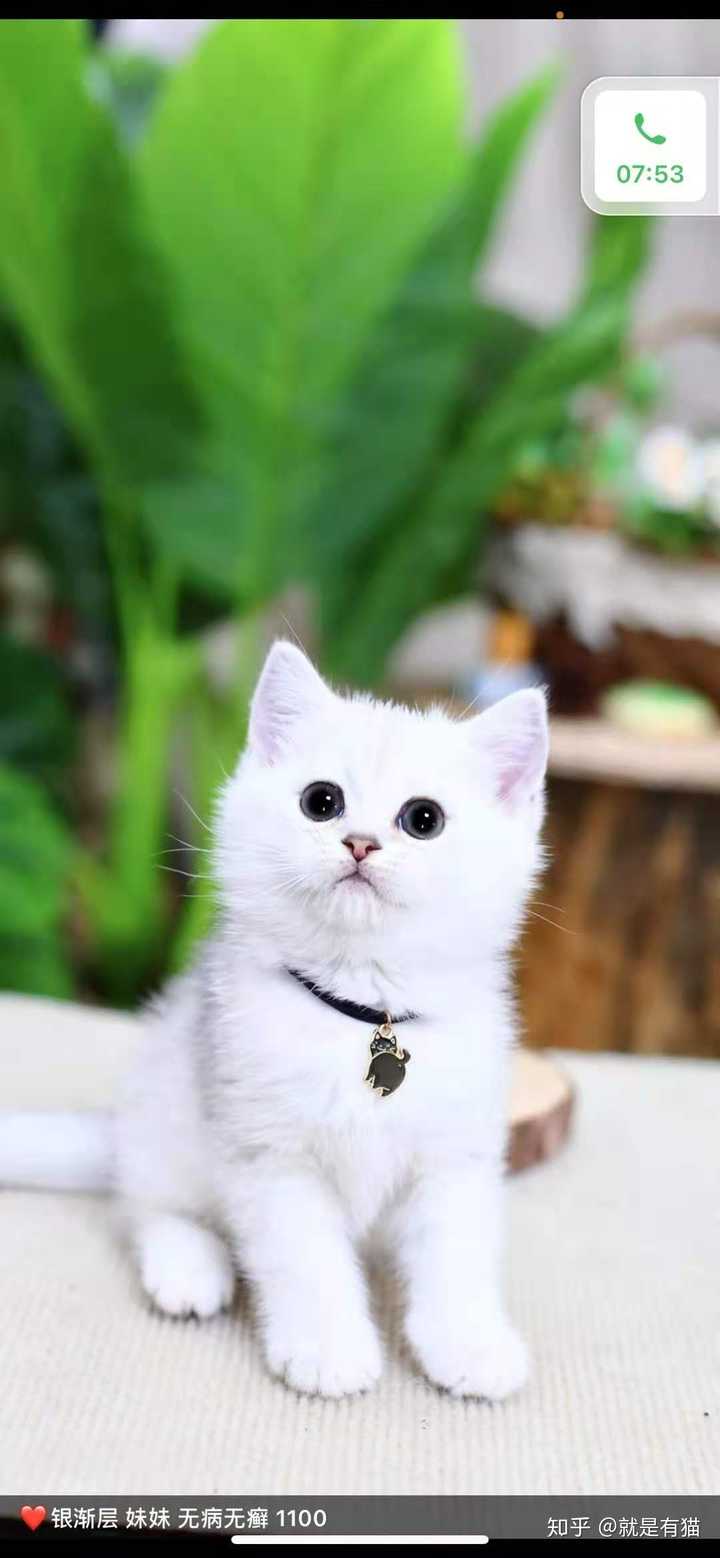 想买一只银渐层价格多少左右 知乎