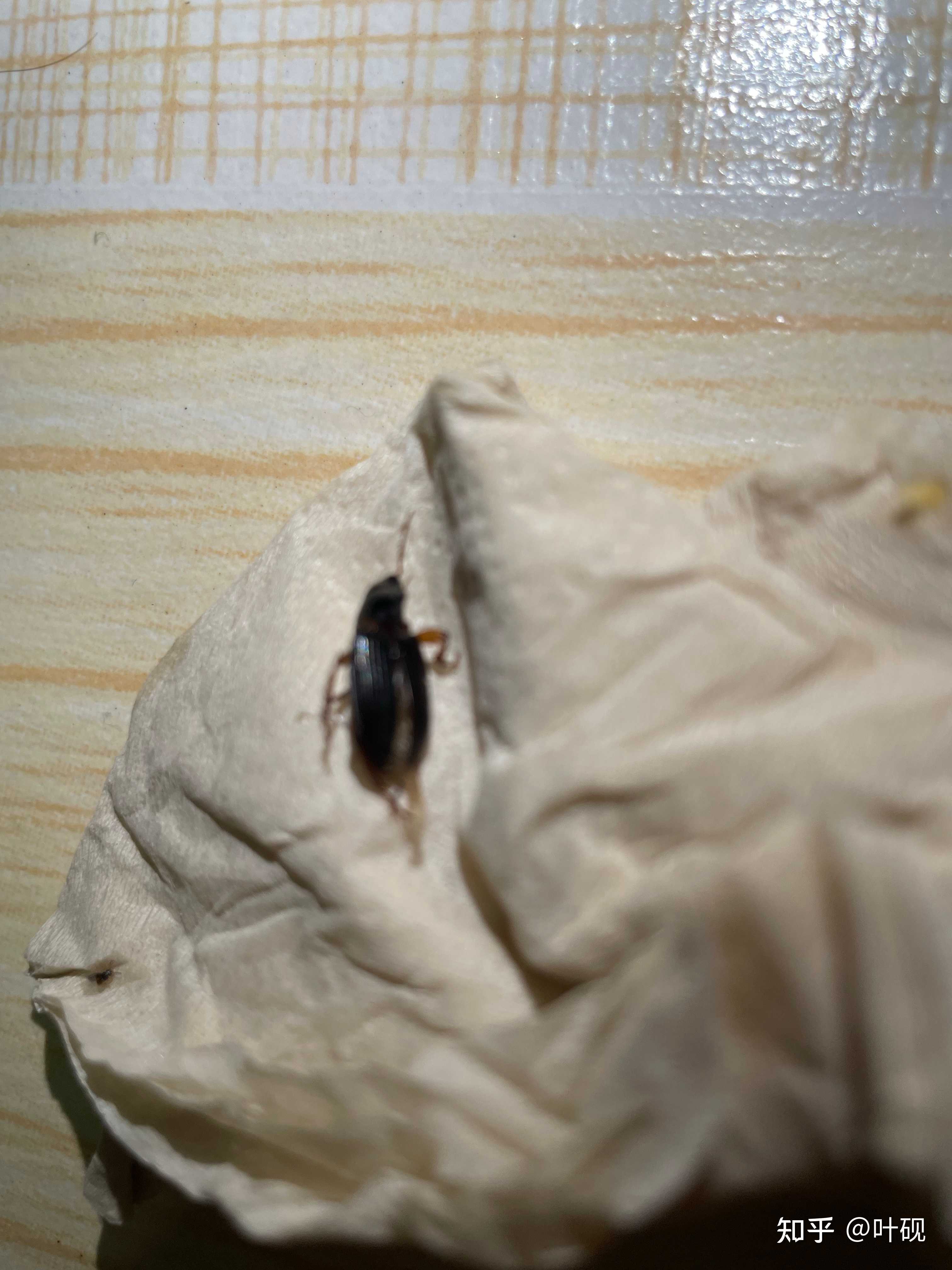 夏日毒虫咬伤指南# - 知乎