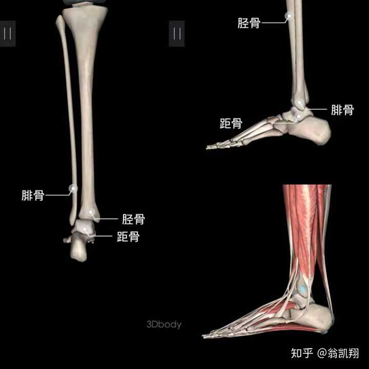 脚踝骨折怎么做才能恢复的快 知乎 脚踝骨折怎么做才能恢复的快 知乎