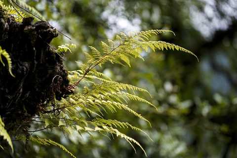 裸蕨类植物 - 知乎