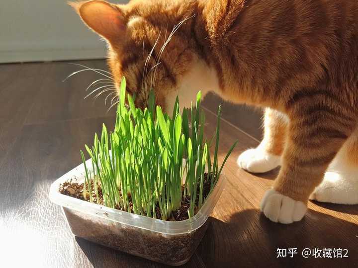 猫草 为什么这么吸引猫 知乎