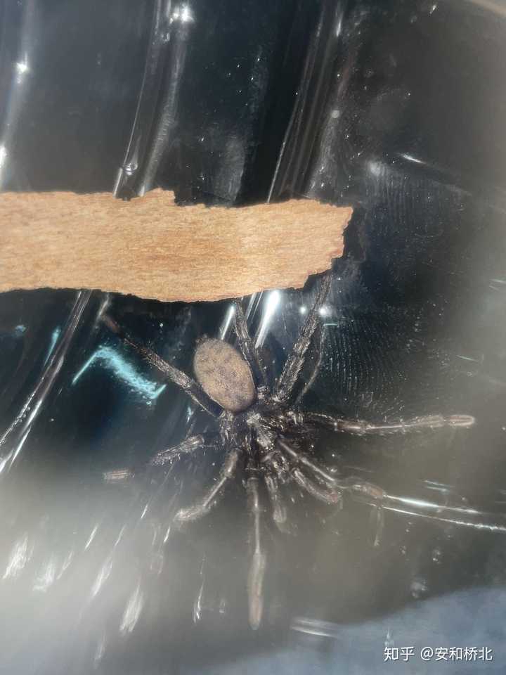 怎样判断蜘蛛有无毒性 在中国常见的蜘蛛中有没有比较危险的物种 知乎