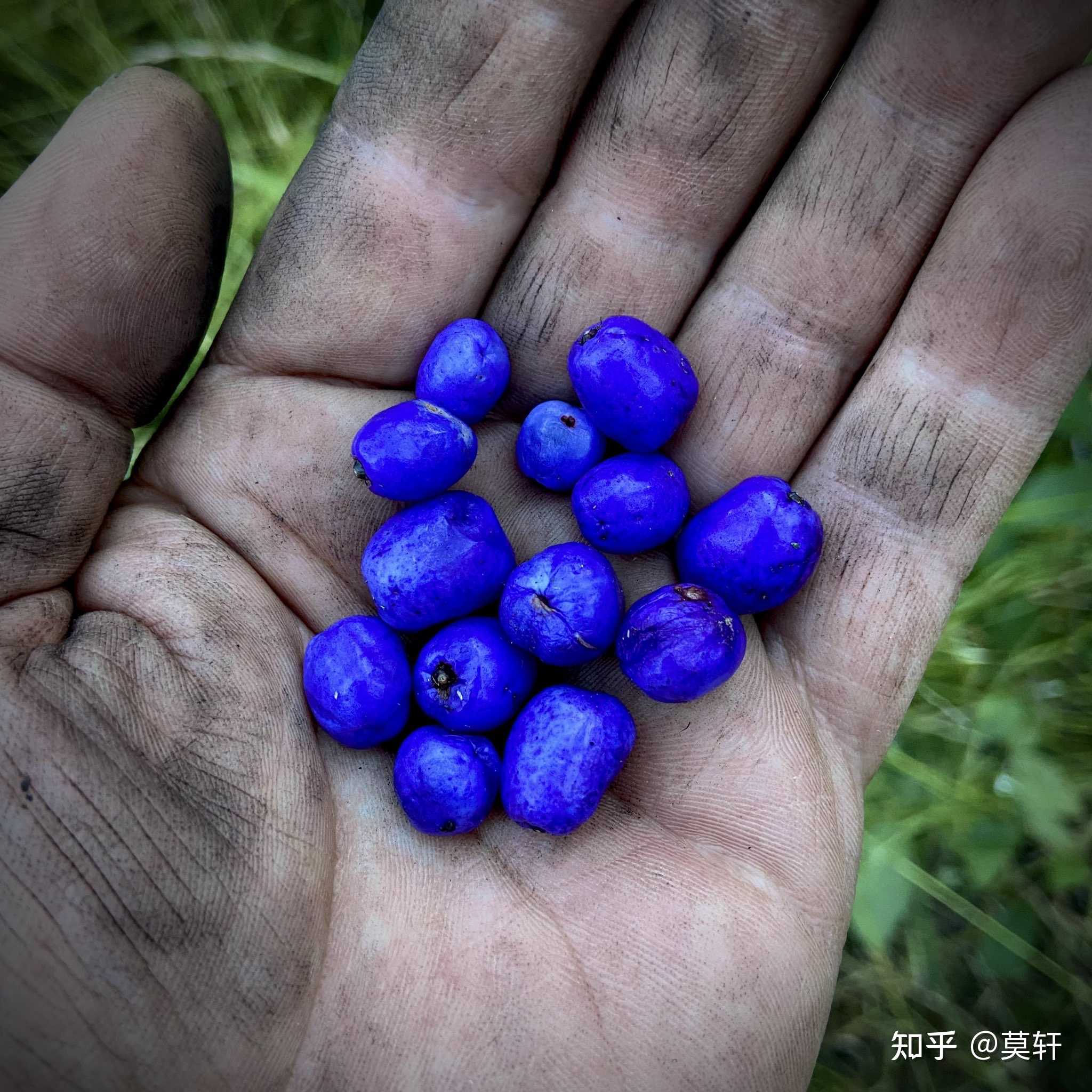 的想法: 一种名为dianella caerulea的植物,结着极为漂亮的晶蓝色果实