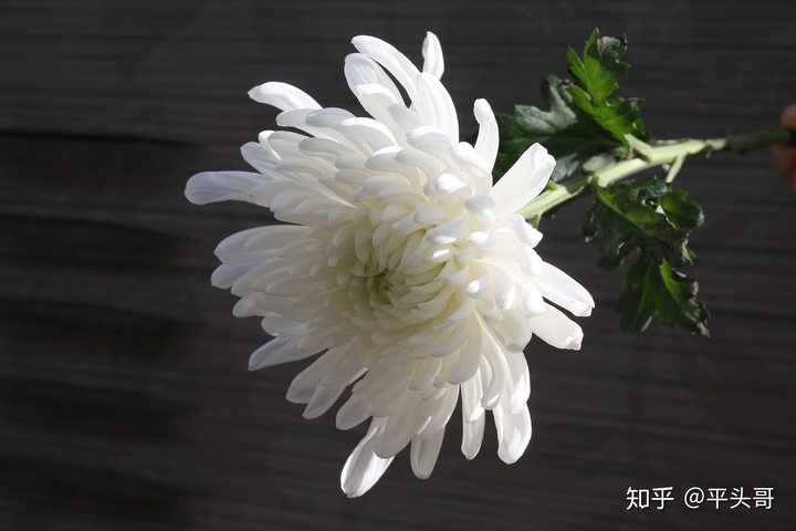 文豪野犬经典语录摘抄 文豪野犬励志语录 夏目友人帐经典语录