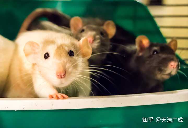 花枝鼠怎么养呢?新手该注意什么呢? - 知乎