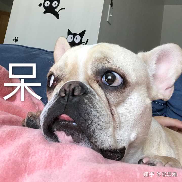 养法国斗牛犬是怎样的体验 知乎 养法国斗牛犬是怎样的体验 知乎