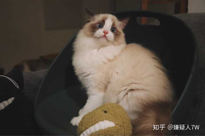 1万元左右有可能买到漂亮甜美的布偶猫吗 知乎