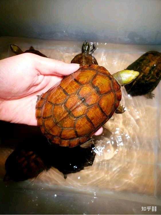 常见的宠物龟品种有哪些？ - 知乎