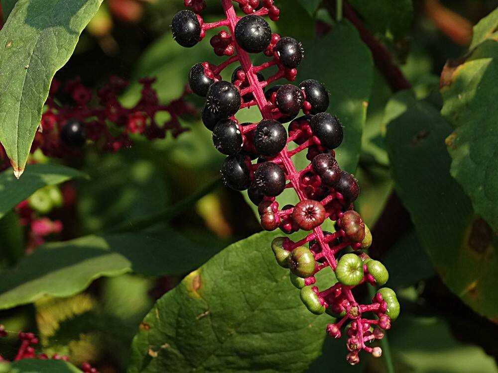 (phytolaccaceae),也叫美洲商陆.