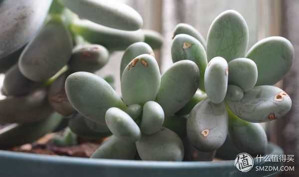 多肉植物能吃吗 知乎 多肉植物能吃吗 知乎