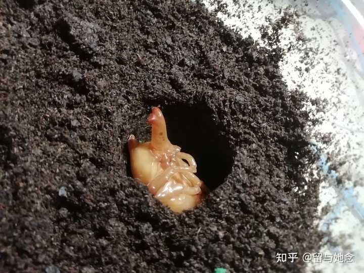 苏州海关截获8只活体长戟大兜虫 这类昆虫对生态环境有什么危害 知乎 苏州海关截获8只活体长戟大兜虫 这类昆虫对生态环境有什么危害 知乎