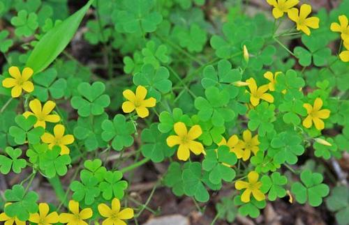 种跟绿肥(学名是苜蓿,我们当地统称为绿肥,即绿色肥料的意思)很像的草