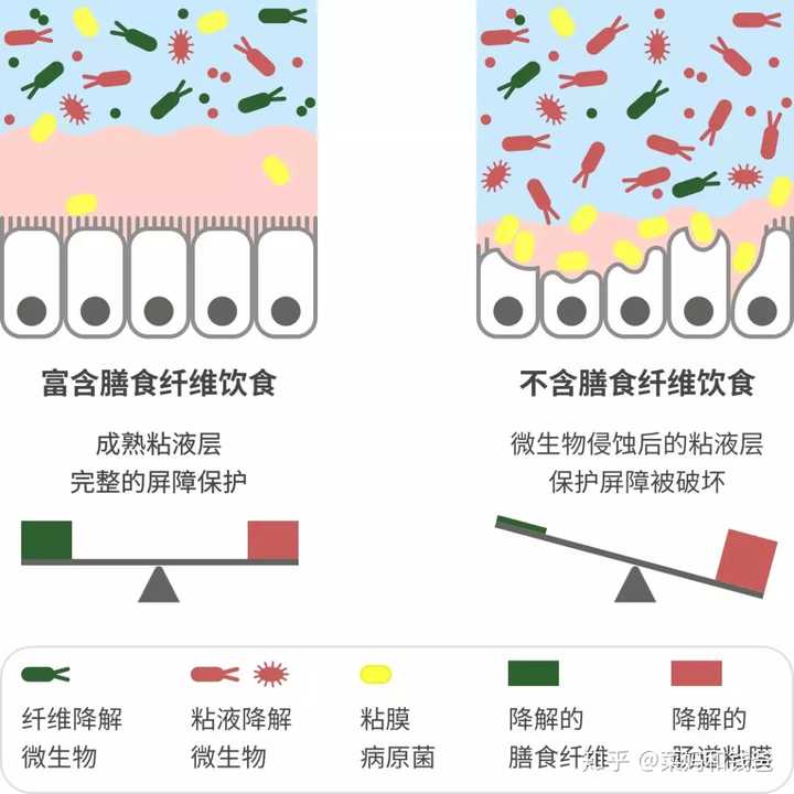 摄入「纤维素」对人体有何利弊?