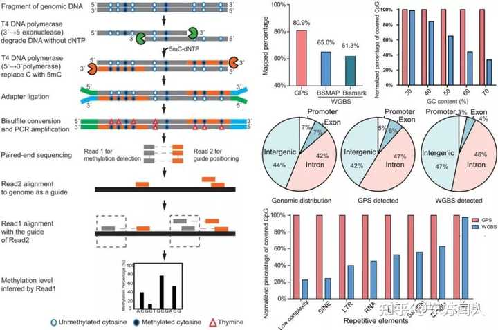 DNA 比对技术与基因编辑技术有什么关系?它们之间有哪些区别和联系? - 知乎