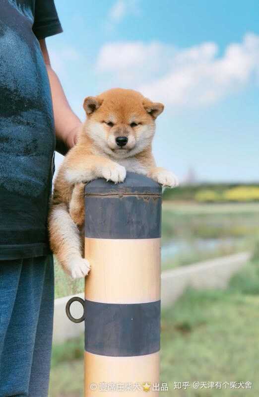 购买柴犬如何防骗 怎么样识别黑心犬舍 知乎 购买柴犬如何防骗 怎么样识别黑心犬舍 知乎