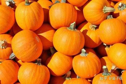 南瓜是雌雄同株吗 黄瓜是雌雄同株吗 南瓜不同品种能杂交吗