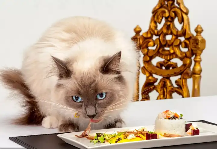 十二生肖为什么没有猫 知乎 十二生肖为什么没有猫 知乎