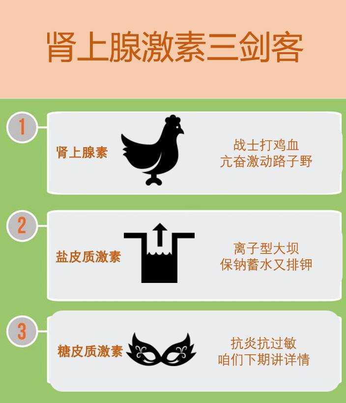 侧肾脏上方的）分泌，有肾上腺素、盐皮质激素（醛固酮）和糖皮质激素。