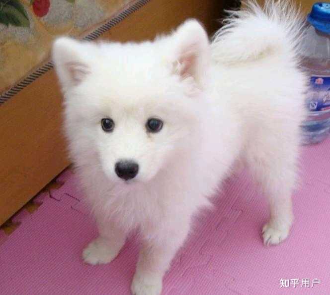 银狐犬的外貌和性格有哪些特点呢? - 知乎