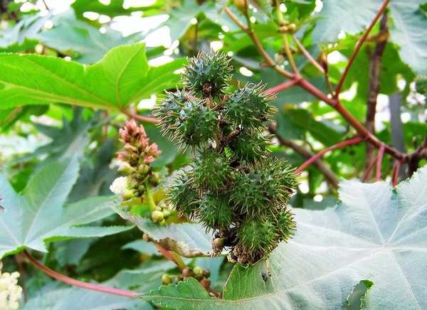为何说蓖麻是生化武器？过去小孩将它炒熟当零食，为啥没有中毒？
