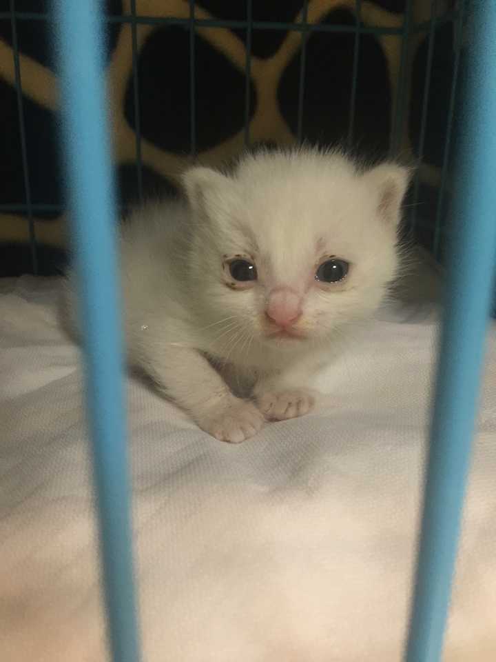 从奶猫开始养是什么样的体验 知乎 从奶猫开始养是什么样的体验 知乎