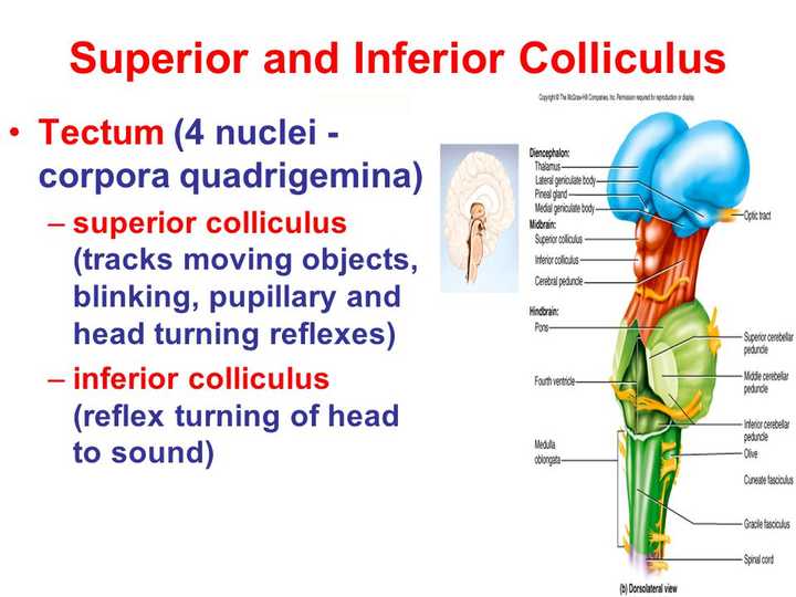 为何hypothalamus(下丘脑)和inferior colliculus(下丘)中文翻译很相似? - 知乎