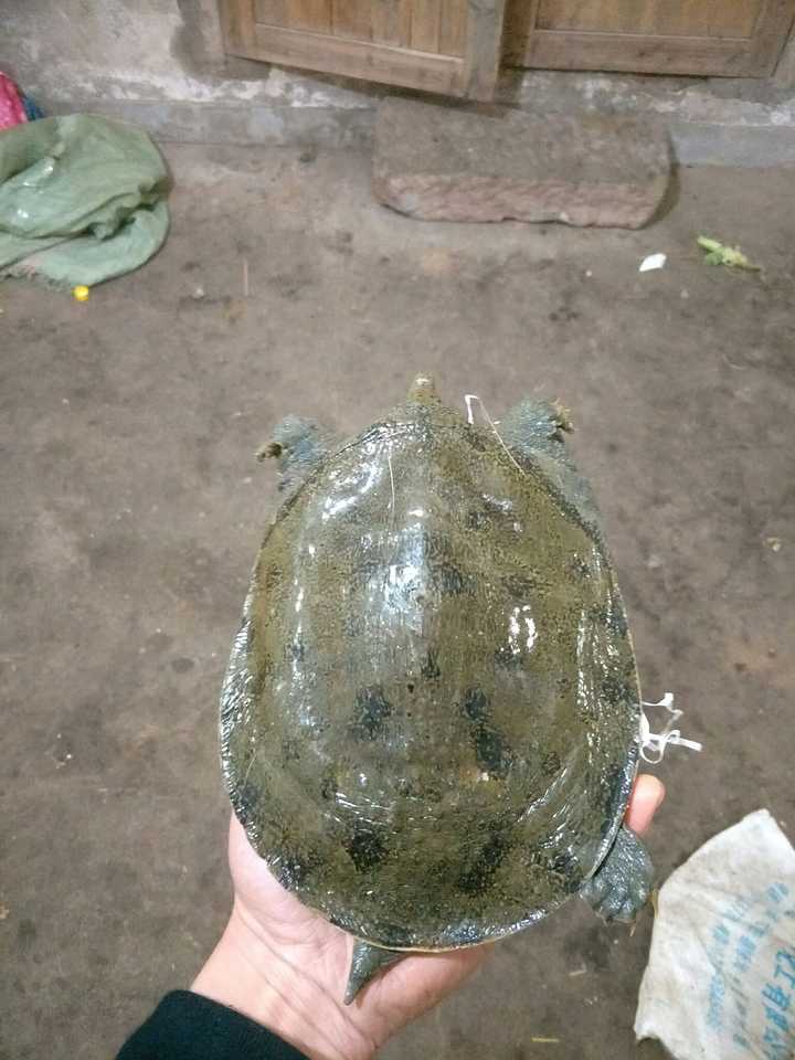 为什么鳖 甲鱼 又被称为王八 知乎