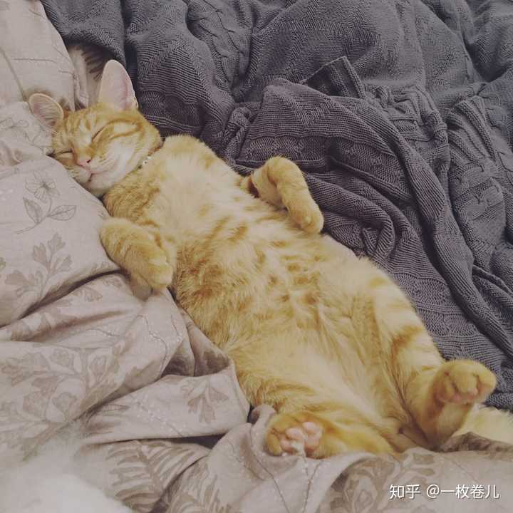 流浪猫跟着我对我喵喵叫什么意思 知乎