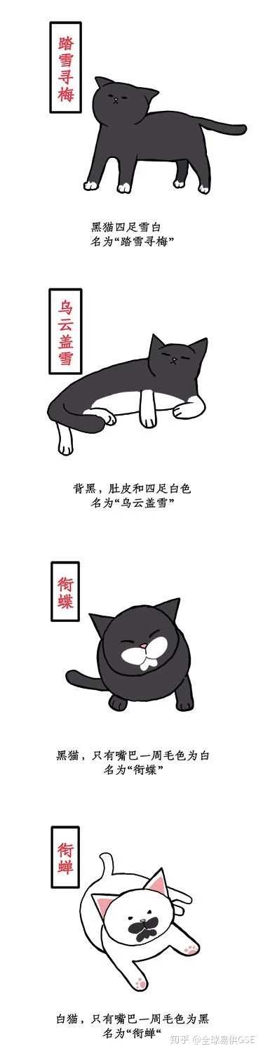求问各位知乎大神 猫在古代的别称除了狸奴还有哪些 知乎 求问各位知乎大神 猫在古代的别称除了狸奴还有哪些 知乎