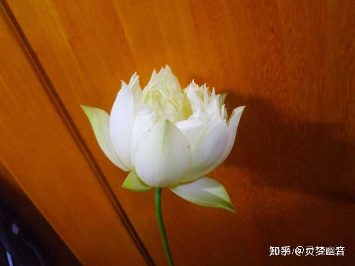 碗莲真的会开花吗 知乎