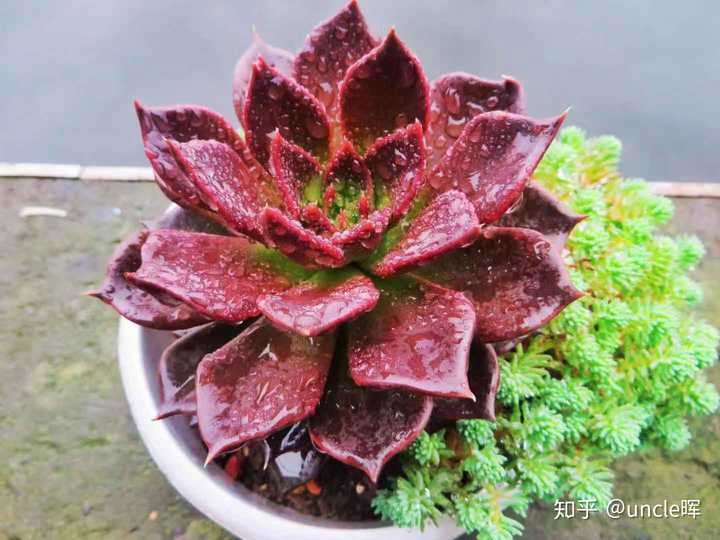 一个人太孤单,养点什么比较合适?