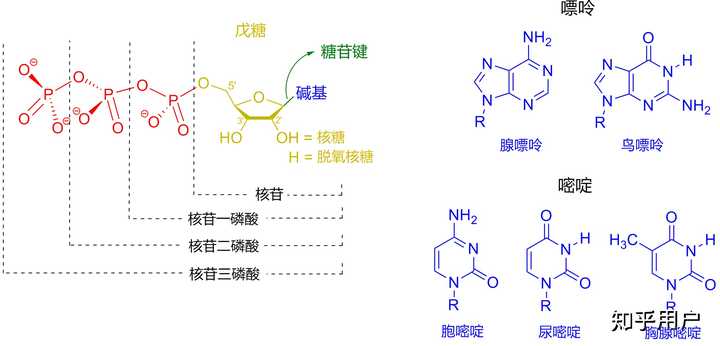 DNA 中的 3' 端、 5' 端是什么意思？ _dnamrna3端和5端图 - 神拓网