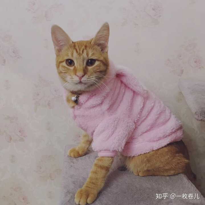 流浪猫跟着我对我喵喵叫什么意思 知乎