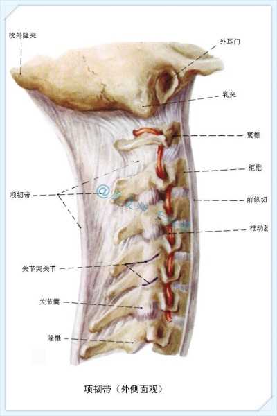 项韧带是一条颈椎后侧的韧带,起于枕外隆凸和枕外嵴,向下到达第7