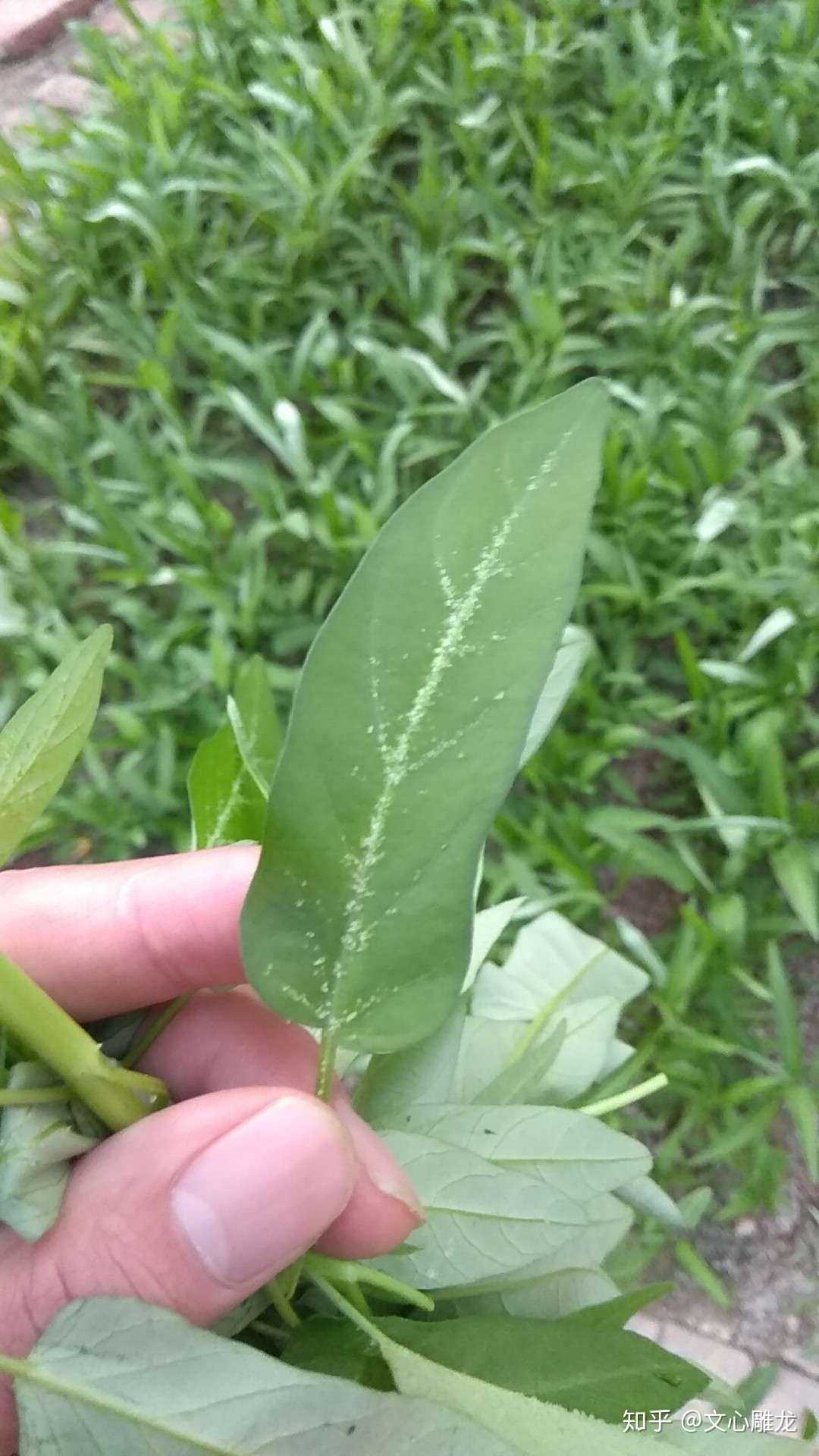 空心菜这个是什么病?怎么治?