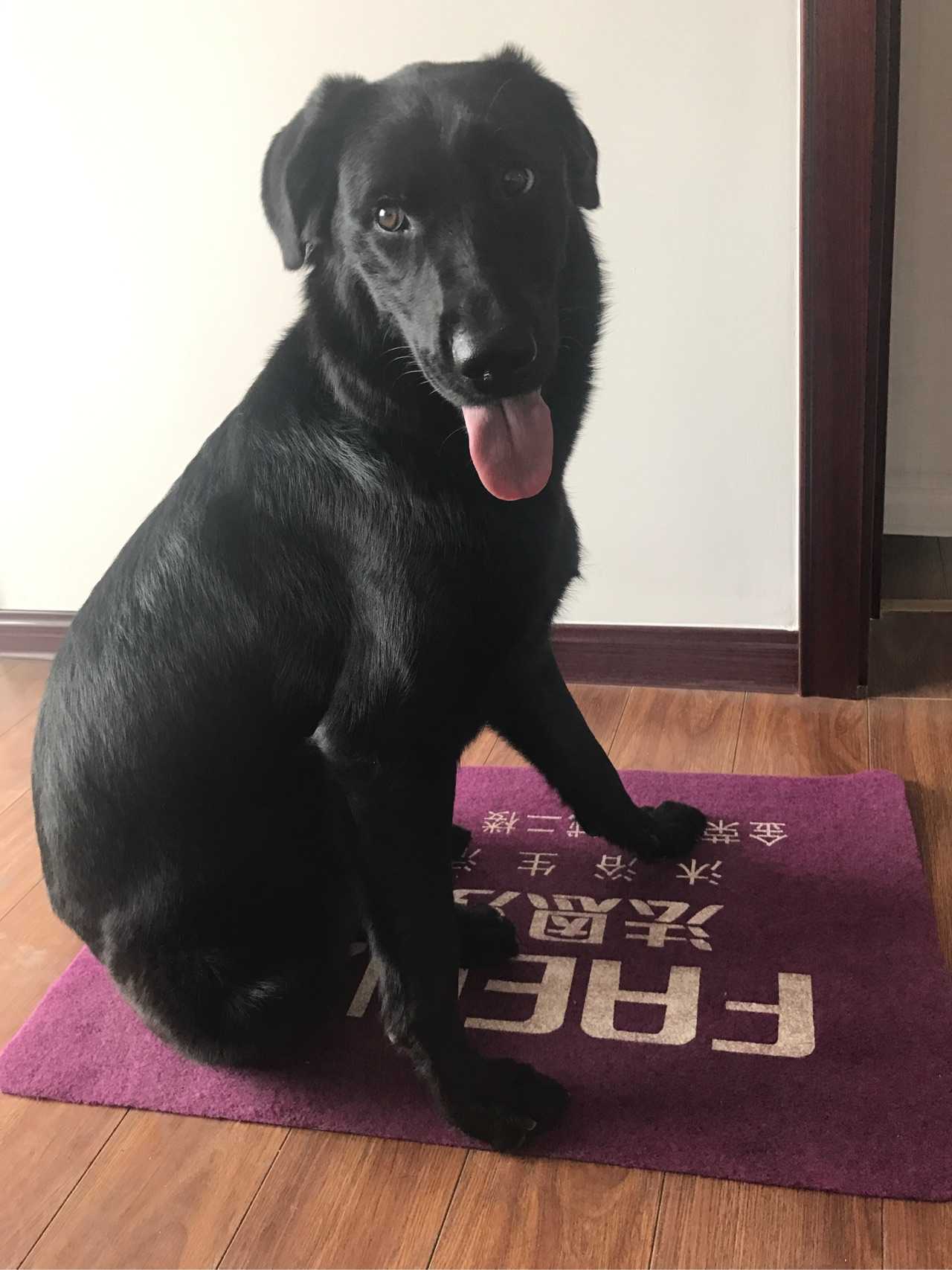 狗狗咬了癞蛤蟆,口吐白沫,怎么办?