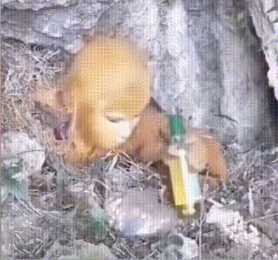 动图封面