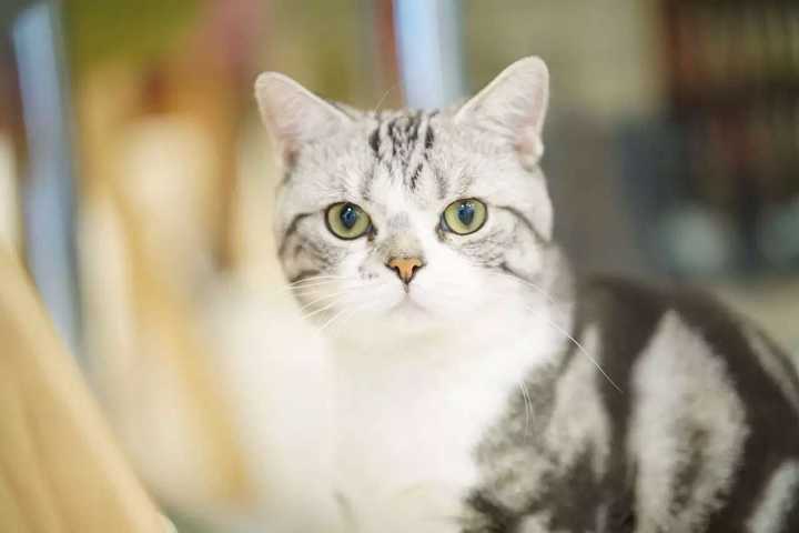 美短 美国短毛猫 和英短 英国短毛猫 有什么区别 知乎 美短 美国短毛猫 和英短 英国短毛猫 有什么区别 知乎