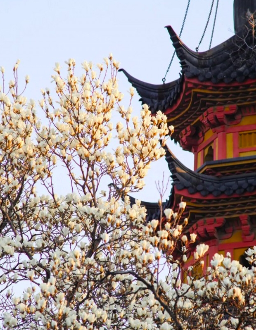 国内有哪些赏「玉兰花」的好去处? - 知乎