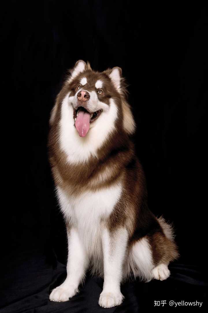 阿拉斯加五个多月左右,想换狗粮.