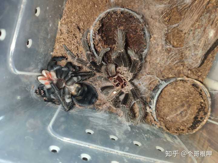 蜘蛛会脱皮吗?