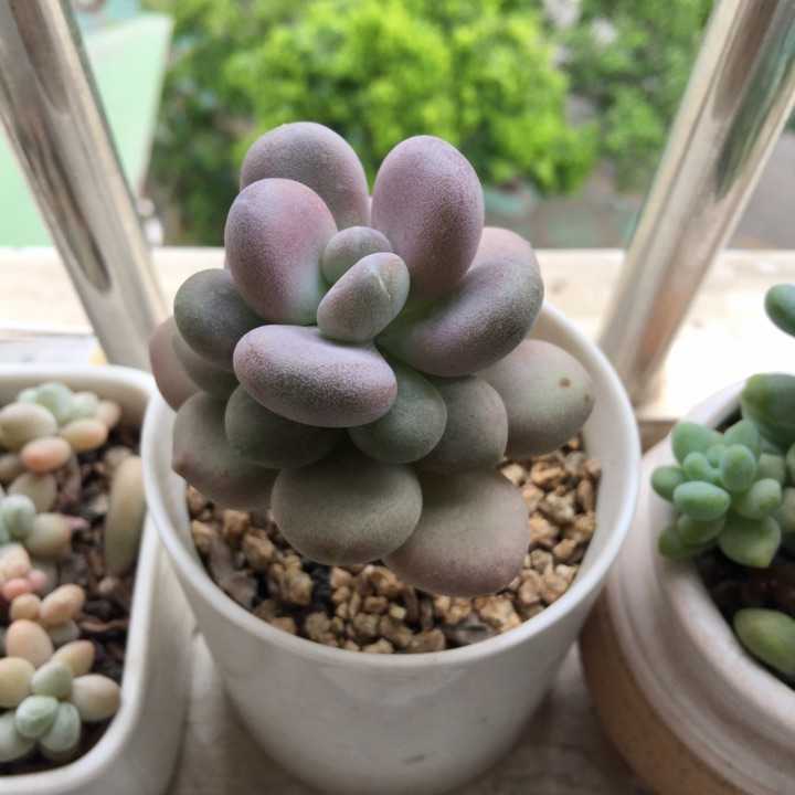 多肉植物中各种美人的区别 桃美人 月美人 桃之卵 星美人 各种美人长得太像根本分不清楚 知乎 多肉植物中各种美人的区别 桃美人 月美人 桃之卵 星美人 各种美人长得太像根本分不清楚 知乎